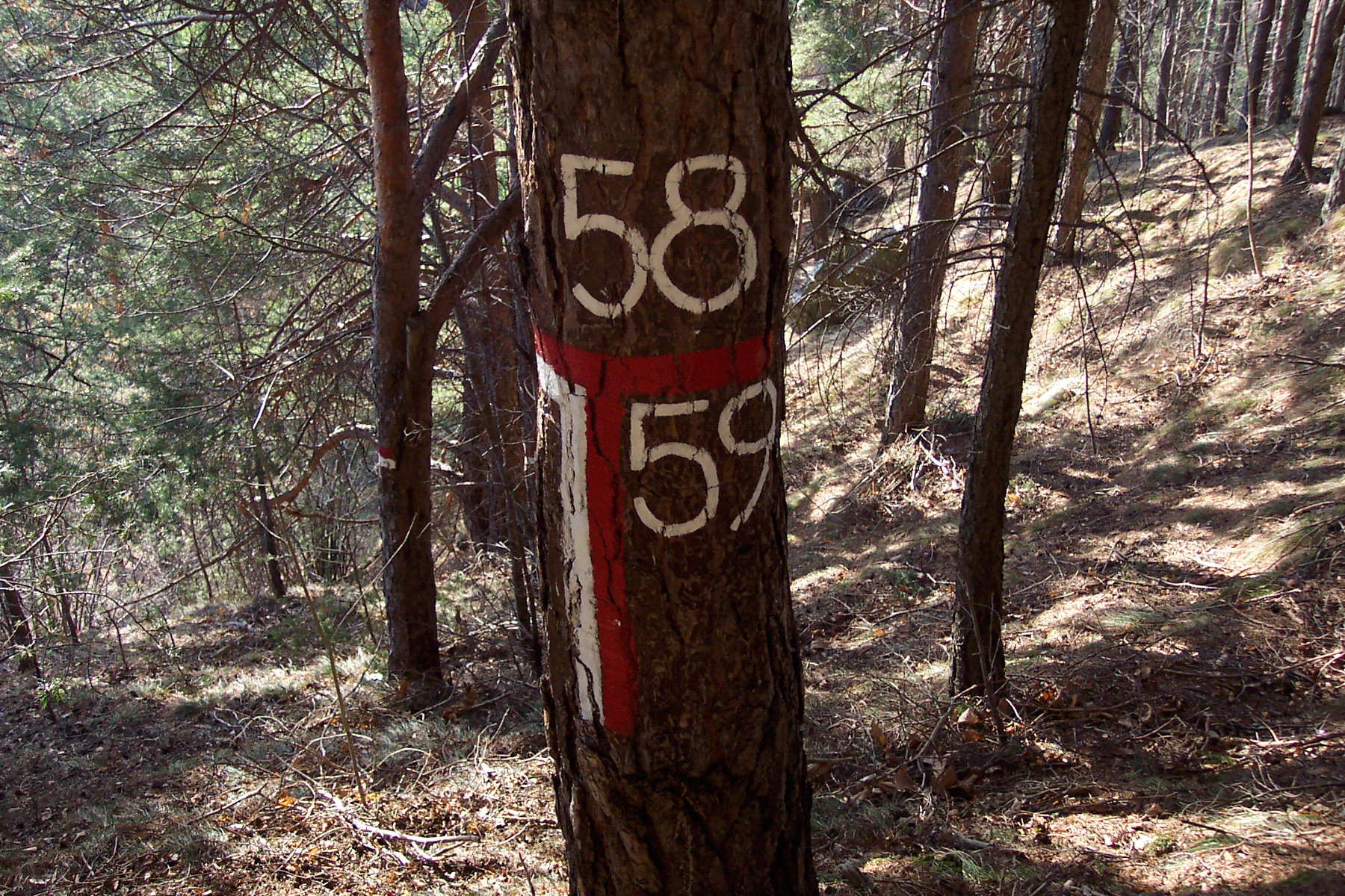 Sustainable forest management and planning