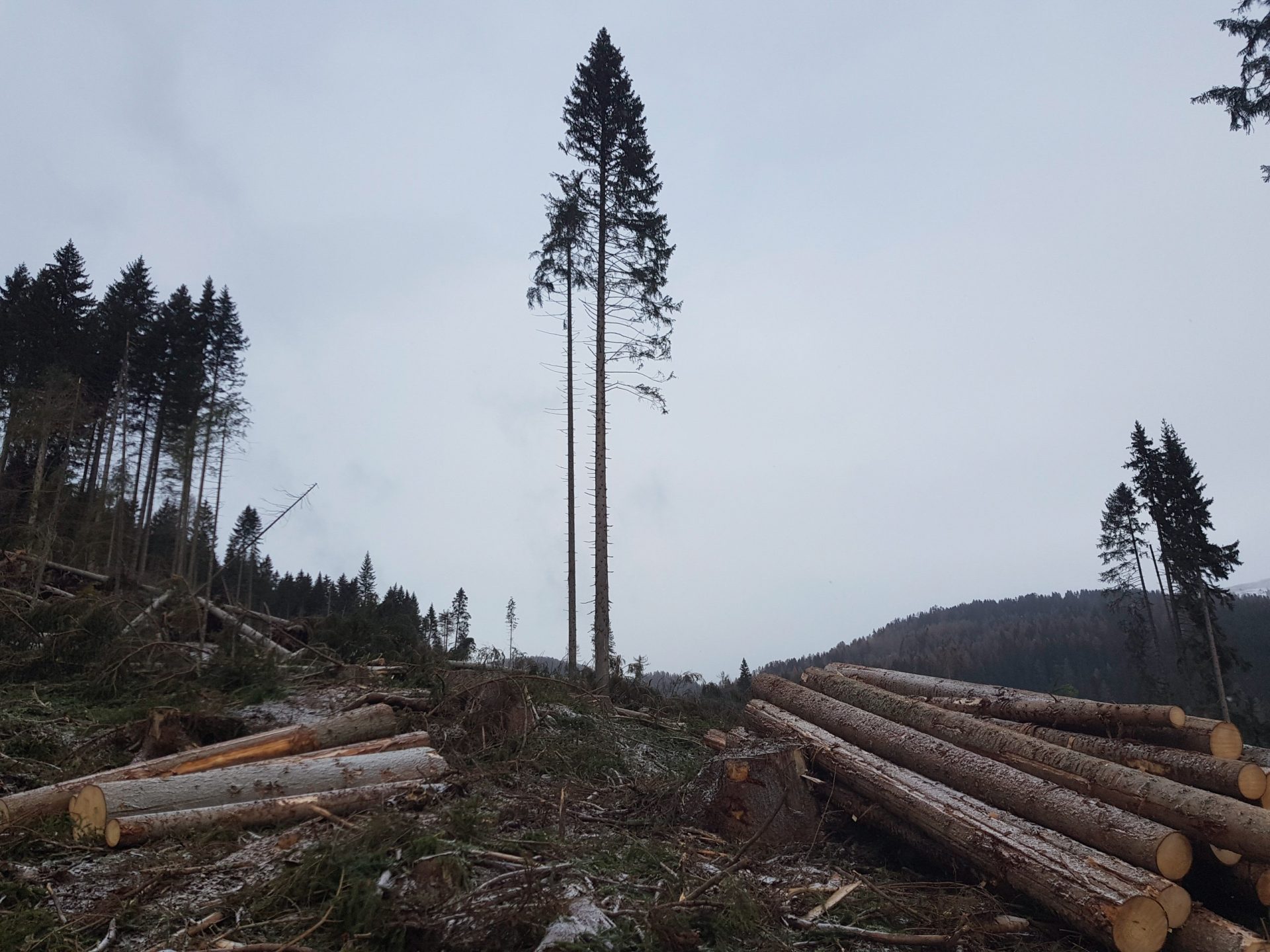 Forests, carbon, climate mitigation and bioeconomy