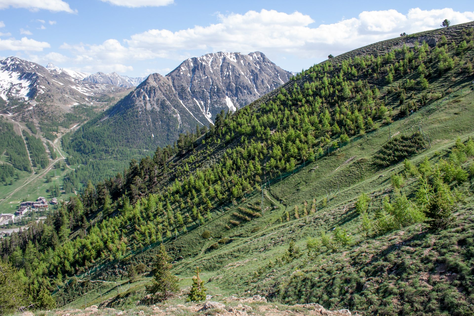 Forest restoration, regeneration and new forests