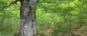 Old-growth beech forest, Selva Moricento