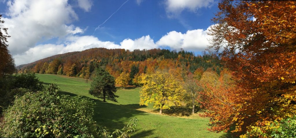 Mixed forest, Jura Mountains
