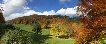 Mixed forest, Jura Mountains