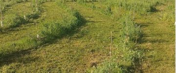 SUPERB Po Valley experimental restoration site