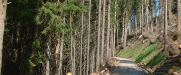 Forest management operations