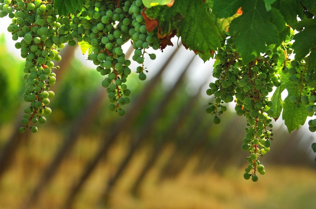 Una vite della Franciacorta