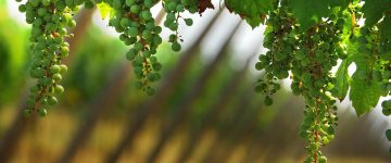 Una vite della Franciacorta