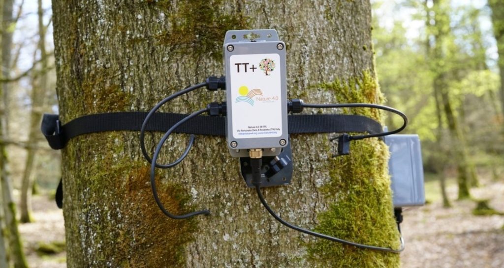 TreeTalker TT+ installed on a tree