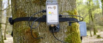 TreeTalker TT+ installed on a tree