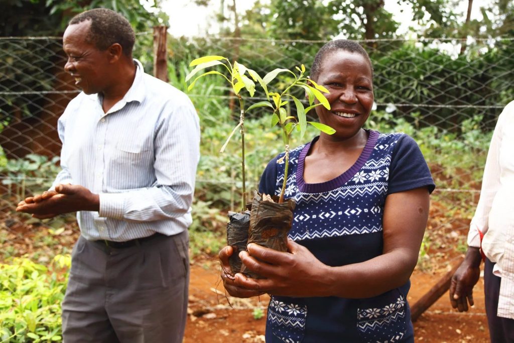 Tree seedlings in a Treedom project
