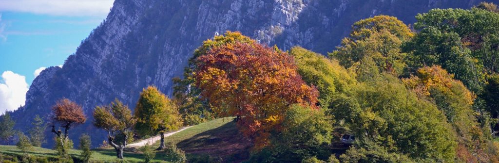 Foresta Gardesana Occidentale